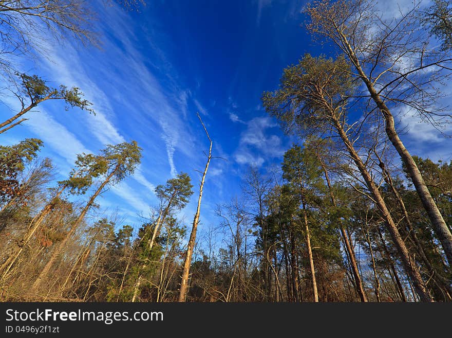 Deep blue sky, stratus clouds and and trees