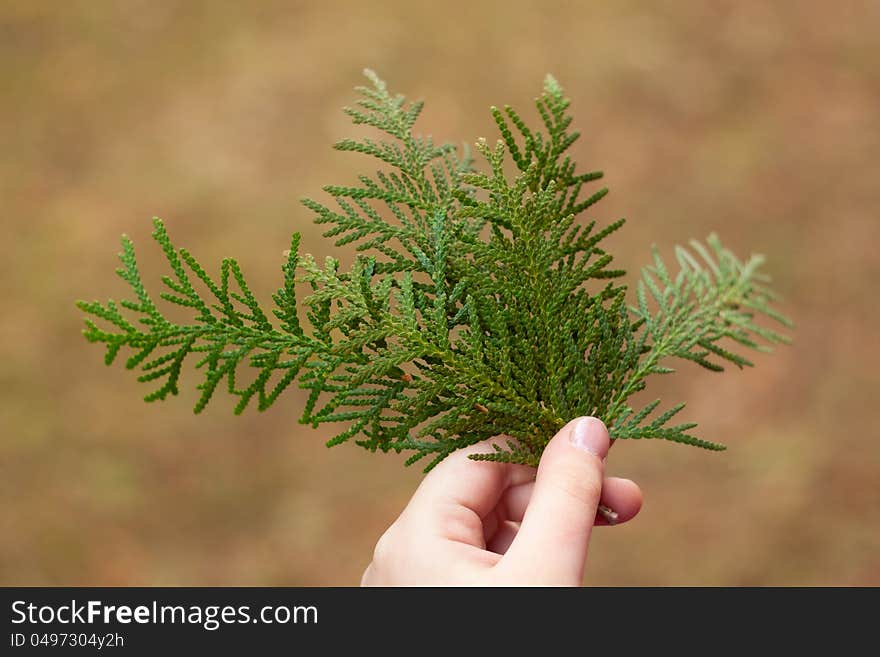 Close-up photo of thuja taking in hand