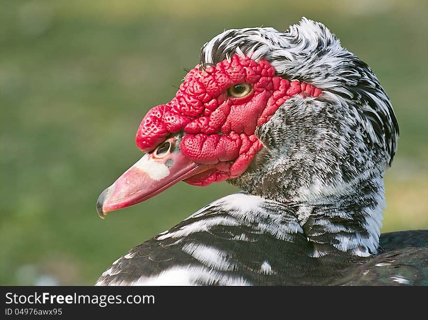 Portrait of muscovy ducks or musky duck, cairina moschata