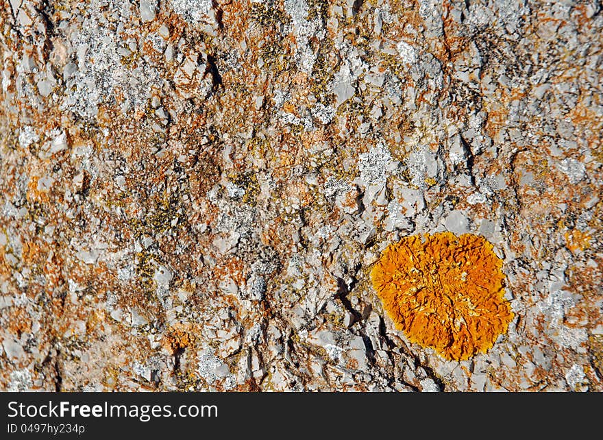 Close view of Musk on an stone. Close view of Musk on an stone