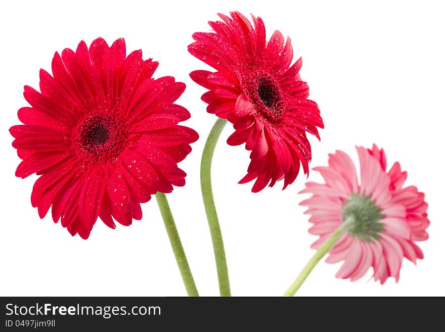 Three Red Gerber Flowers, Gerbera Daisies