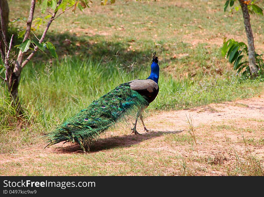 A colorful tamed peacock in the tropical forest