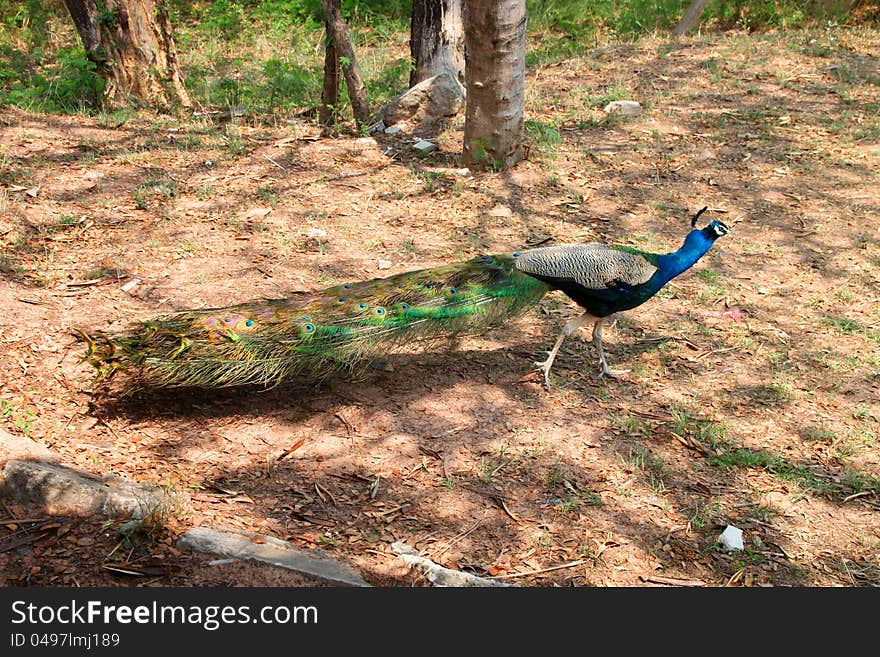 A colorful tamed peacock in the tropical forest