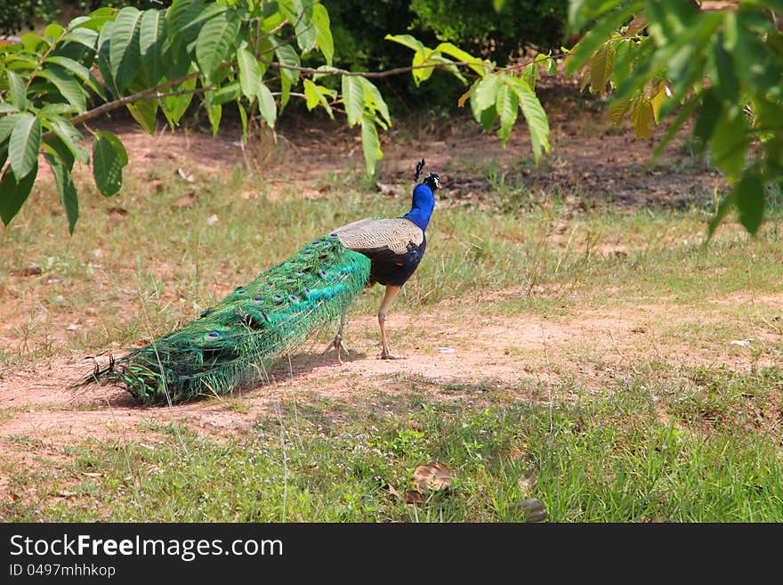 A colorful tamed peacock in the tropical forest