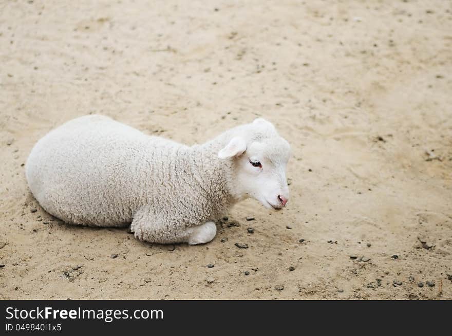 Lamb lying on the sands. Lamb lying on the sands