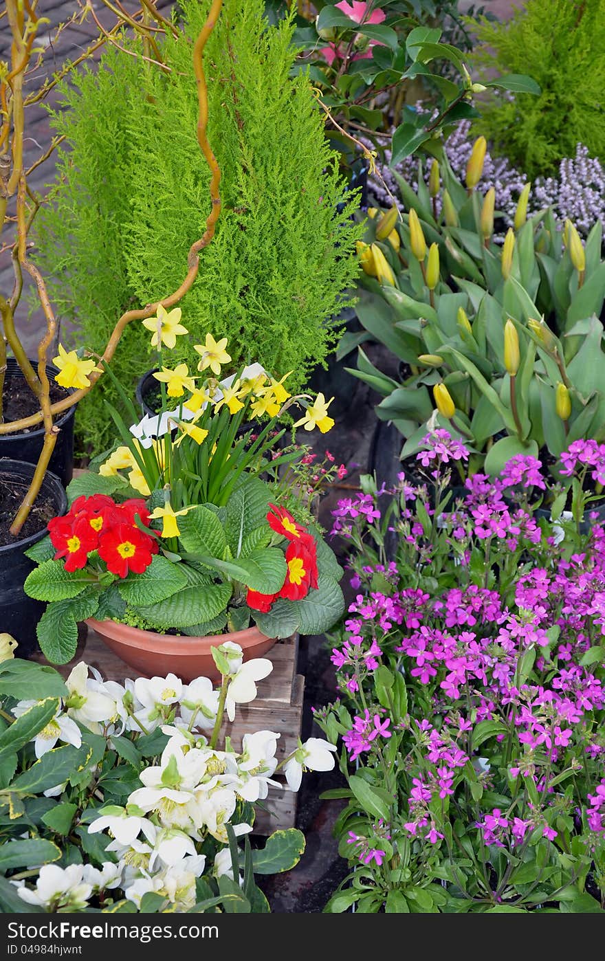 Colorful spring garden in bloom. Colorful spring garden in bloom