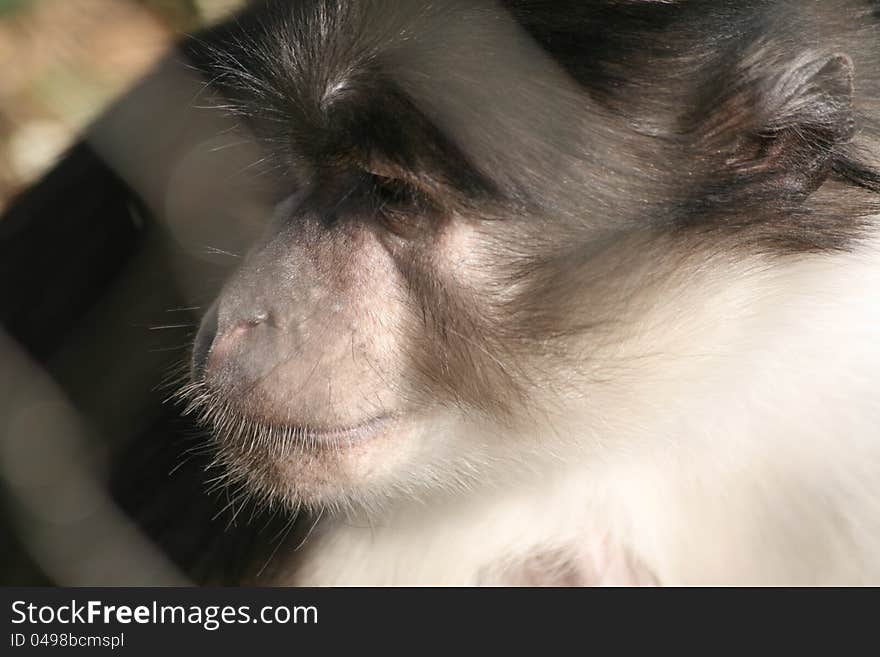 A monkey face behind a fence