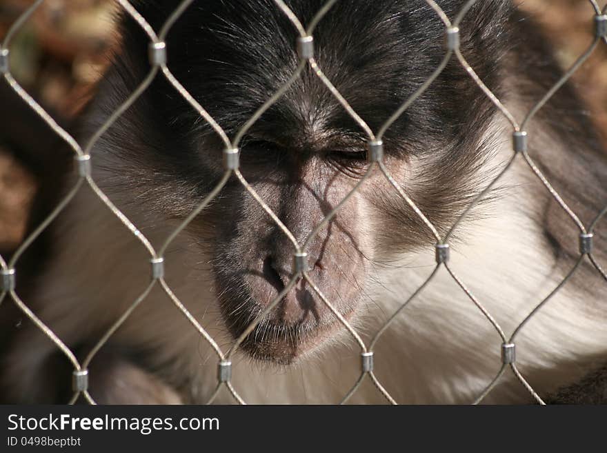 A bored monkey staring behind a fence