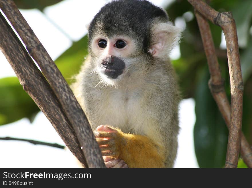 Squirrel monkey