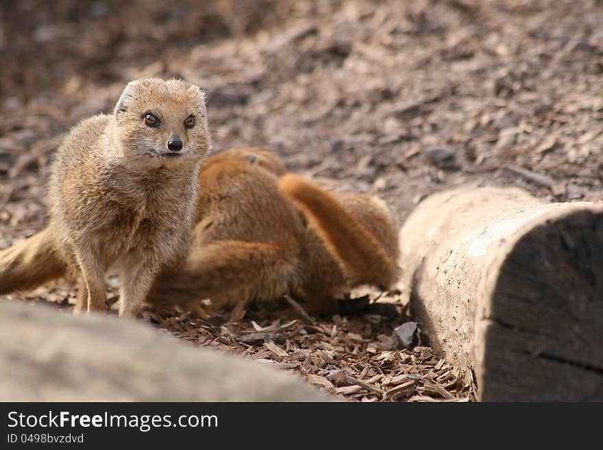 Mongoose family in natural surroundings