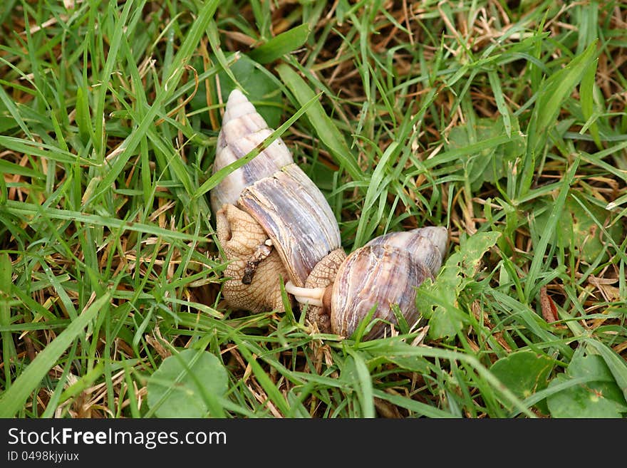 Image of a pair of snails, Achatina fulica, mating in the grass. Image of a pair of snails, Achatina fulica, mating in the grass