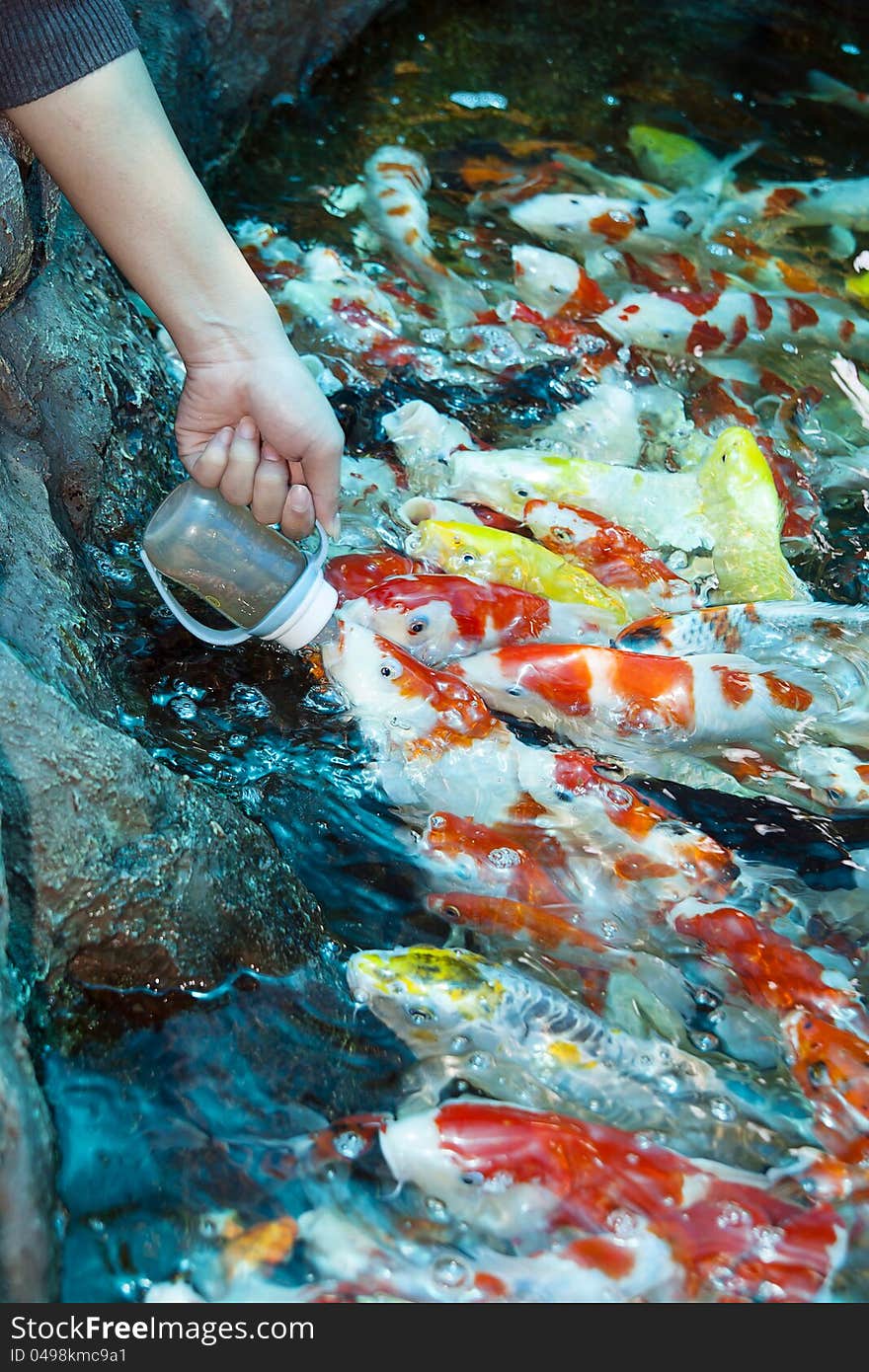 This feed koi by milk bottle is very cute. This feed koi by milk bottle is very cute