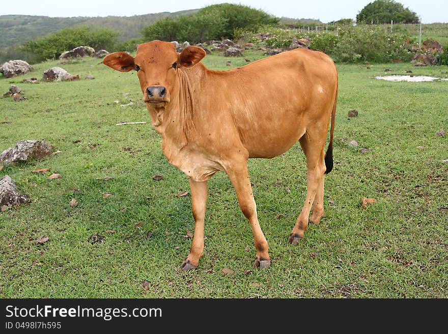 A young brown calf standing in a filed of tender green grass. A young brown calf standing in a filed of tender green grass.