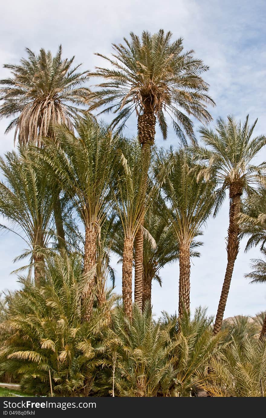 Date palms in the California desert