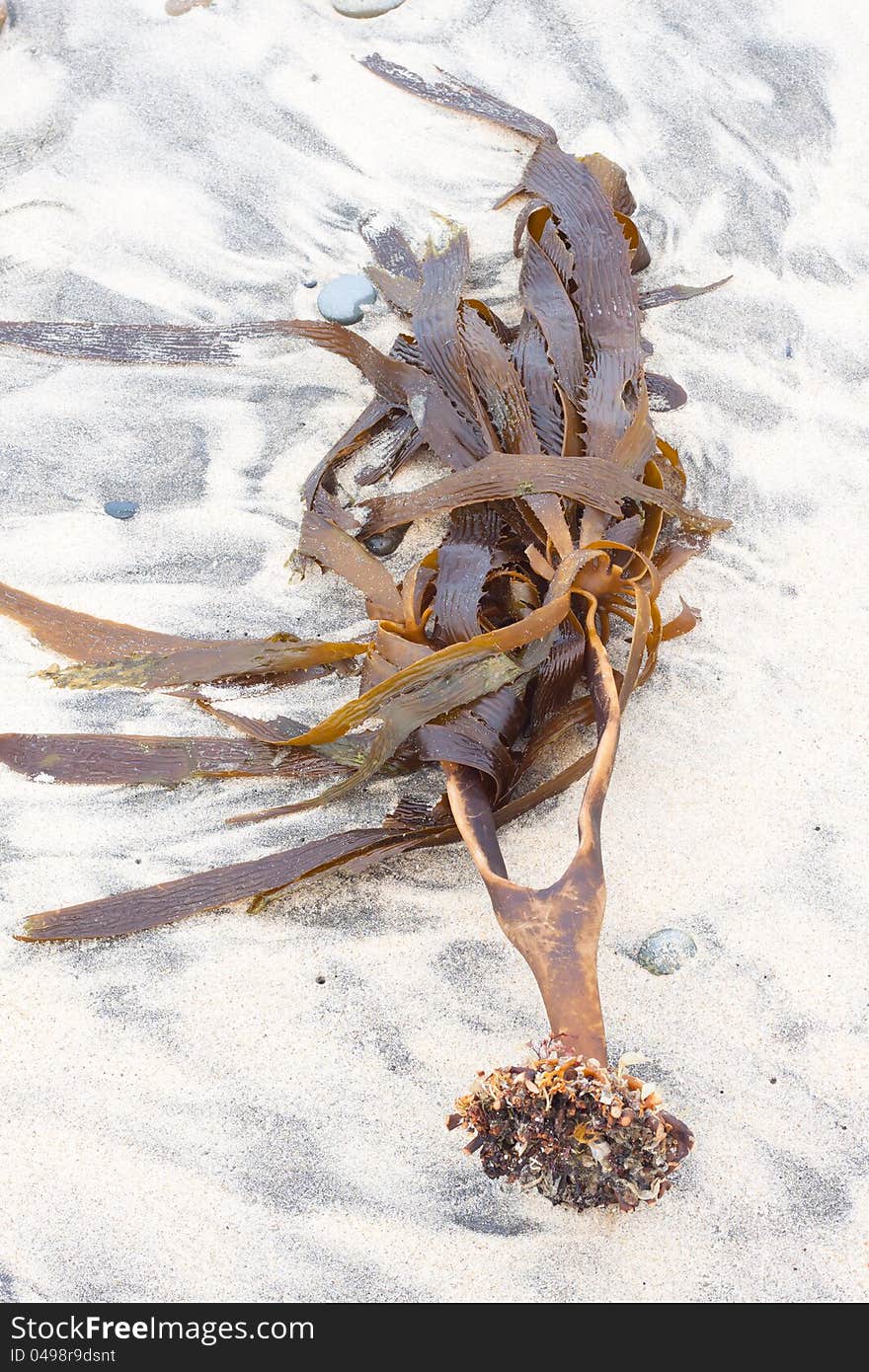 Dead coral on the white beach. Dead coral on the white beach