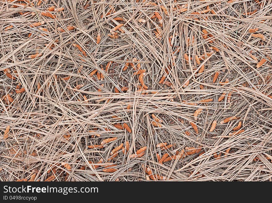 Background texture of dry pines in garden