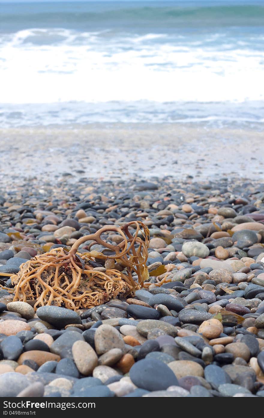 Stones and coral on beach. Stones and coral on beach