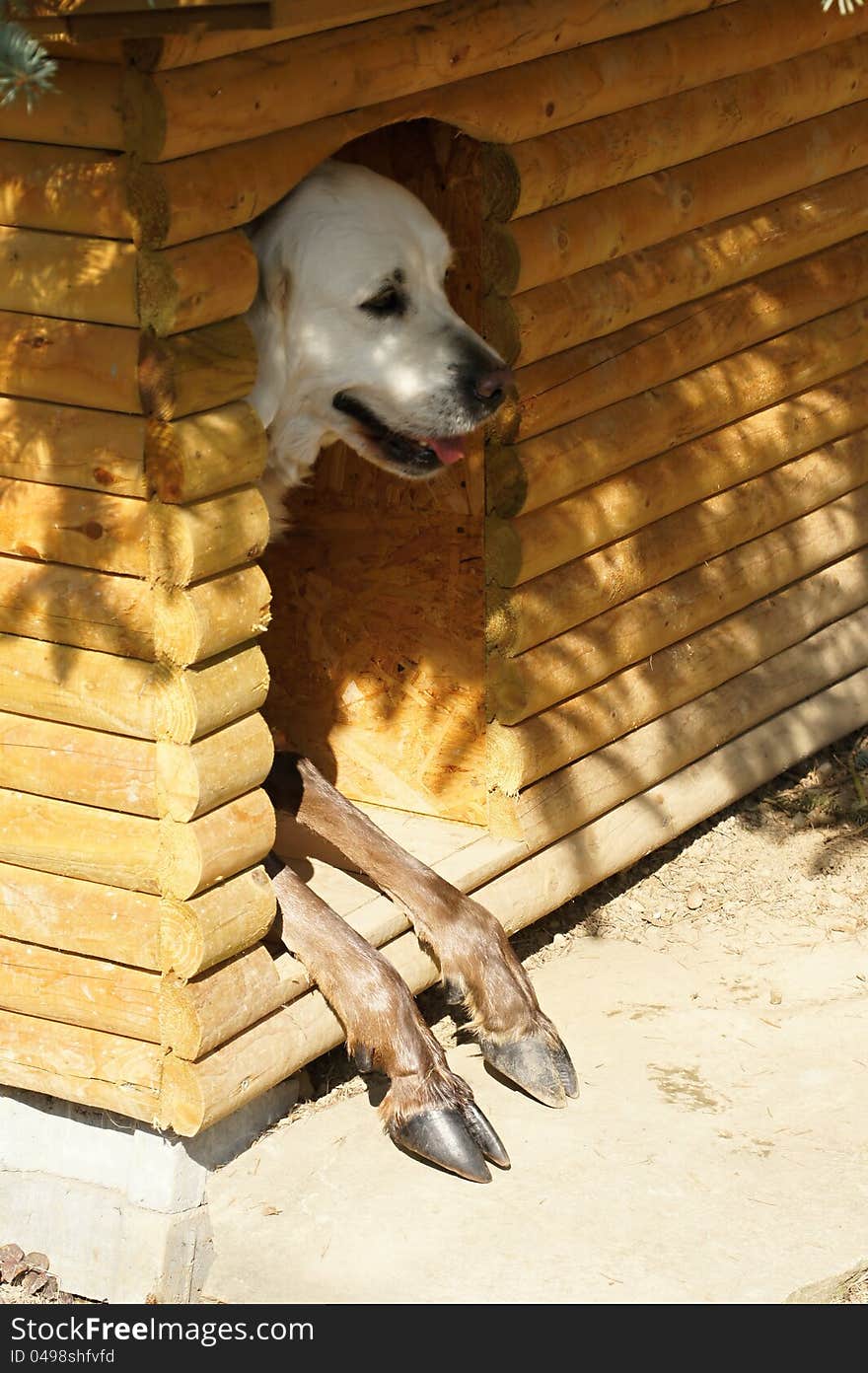 Pair of animals in dog kennel