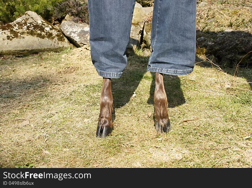 Deer dressed in jeans on garden