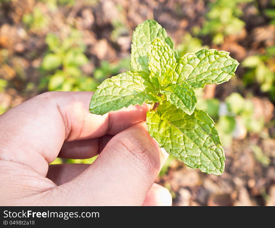 Lemon balm in Hand