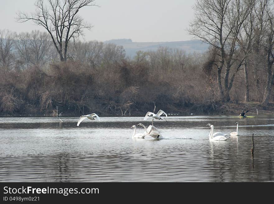 Swans Fly