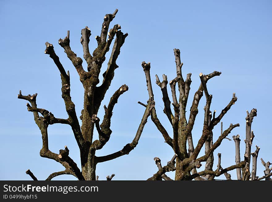 Cutted Tree Branches, Blue Sky Background