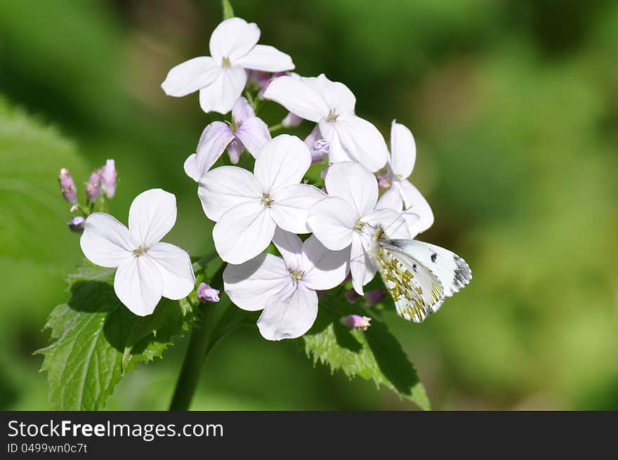 White butterfly sitting on a on white flower. White butterfly sitting on a on white flower