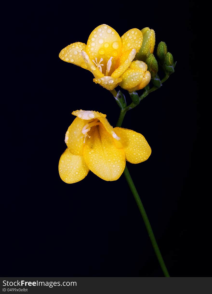 Yellow fressia