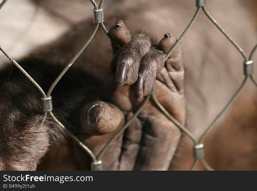 A monkey hand holding a fence