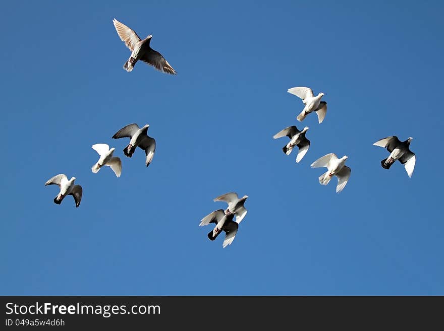 Flock of pigeins