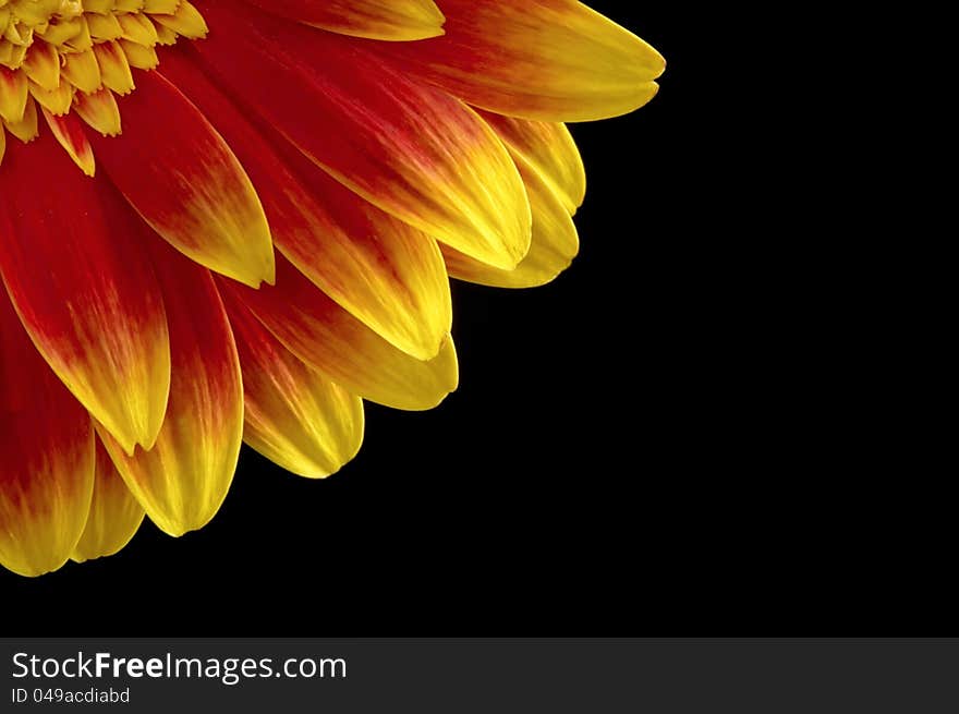 Gerber flower