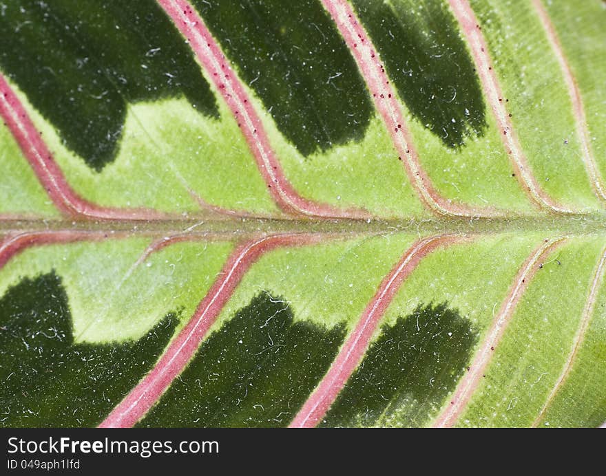 Leaf texture - close up