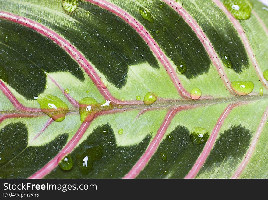 Close up on a colored leaf with water drops. Close up on a colored leaf with water drops