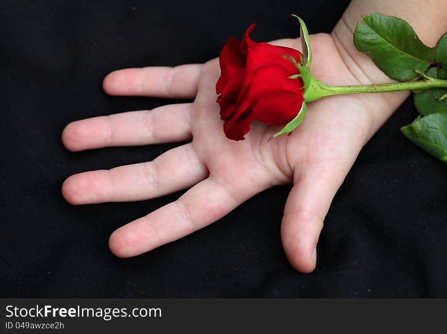 On Children S Hands Is A Red Rose