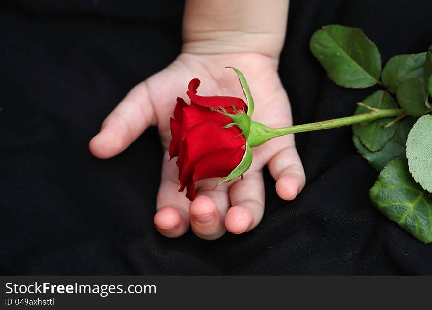 On children's hands is a red rose. On children's hands is a red rose.