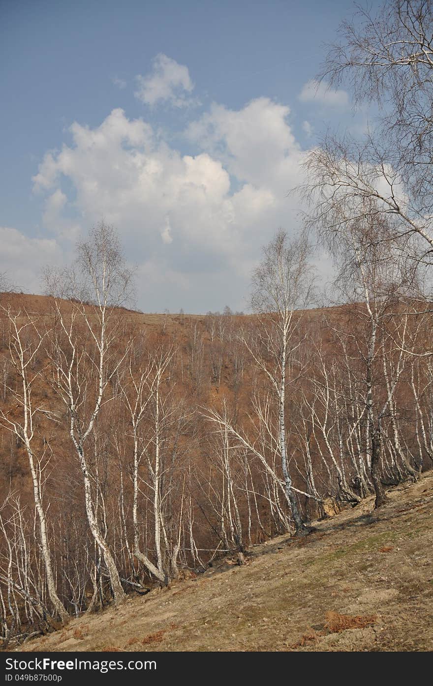 Diagonal alpin forest