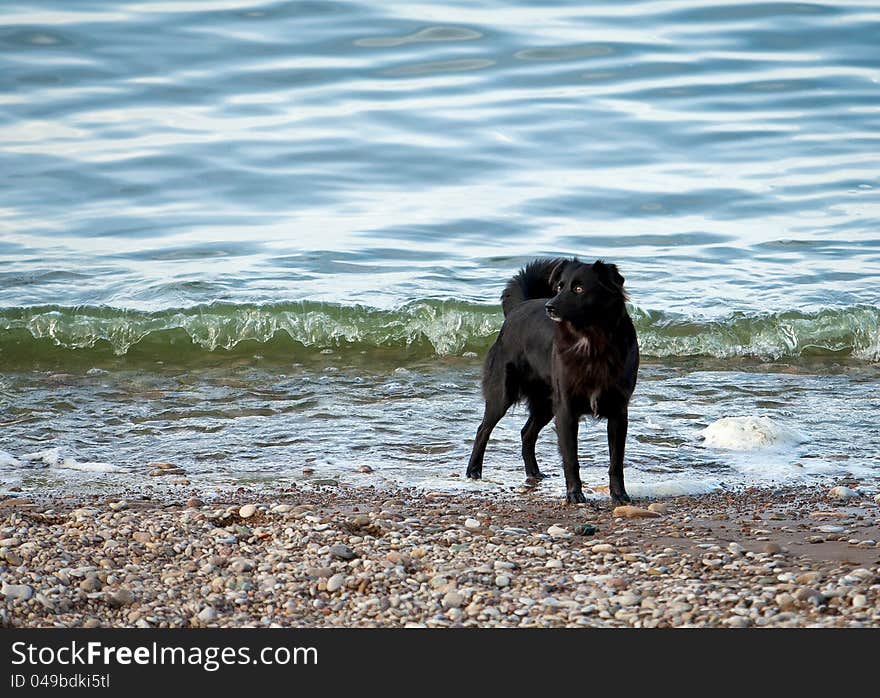 Black dog and water