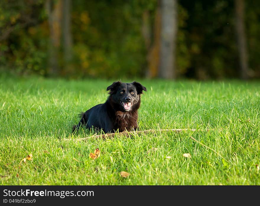 Black Dog On Grass