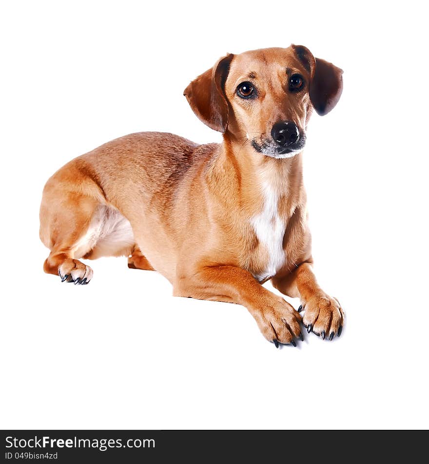 The red dachshund lies on a white background