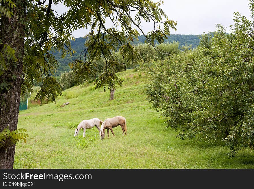 Two horses grazing near an apple orchard.