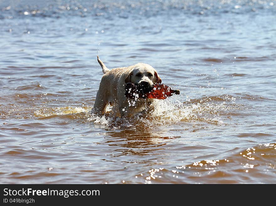 Labrador retriever carrying plastic bottle in water. Labrador retriever carrying plastic bottle in water