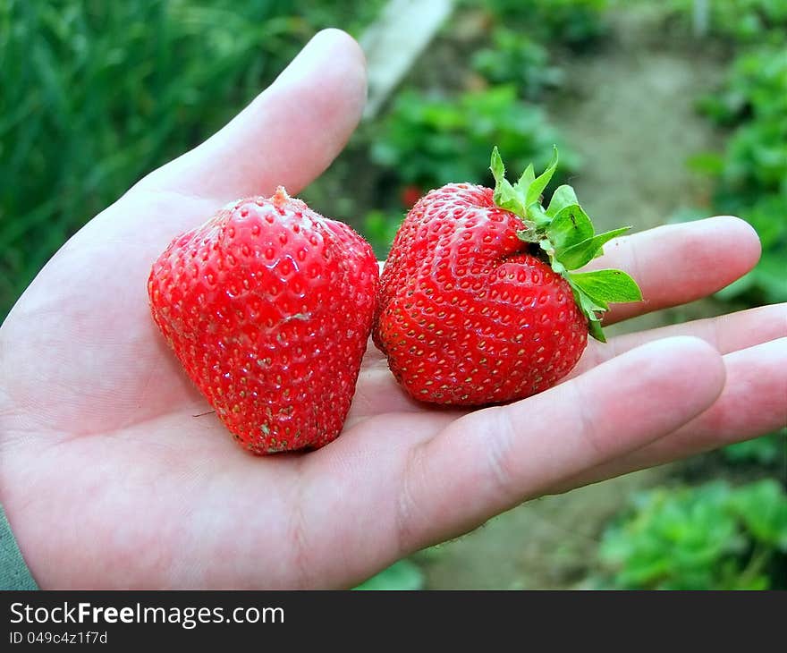 Person keeps strawberries in her hand. Person keeps strawberries in her hand