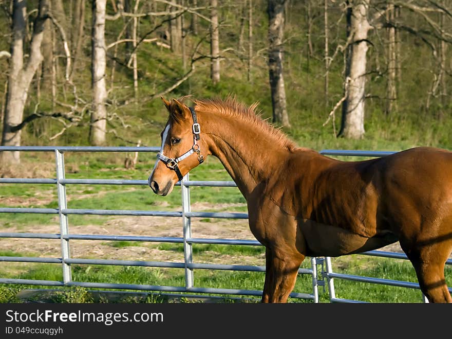 Arabian American Saddlebred mixed horse standing in round pen. Arabian American Saddlebred mixed horse standing in round pen.