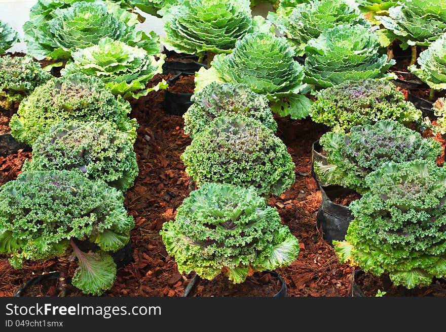 The bloccoli plant in temperate green house