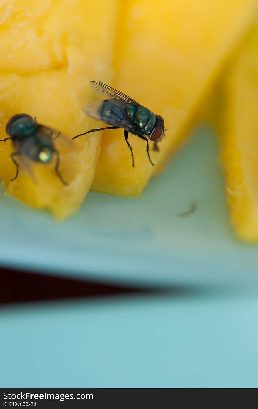 Green fly on yellow mango