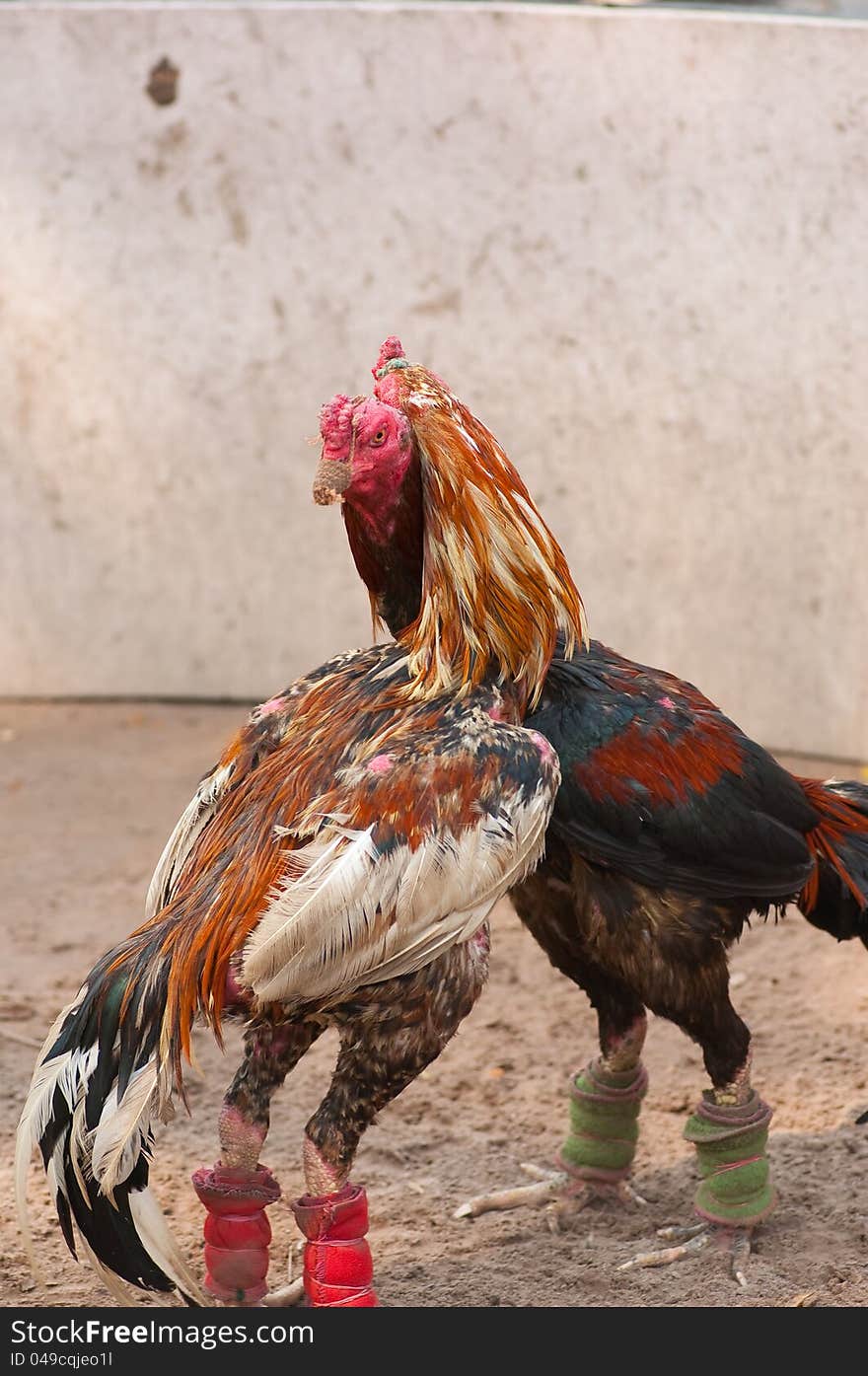 This picture is a pair of Thai fighting. This picture is a pair of Thai fighting