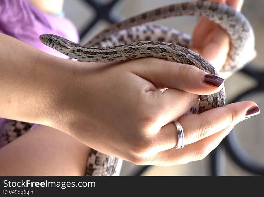 Corn Snake In Hands