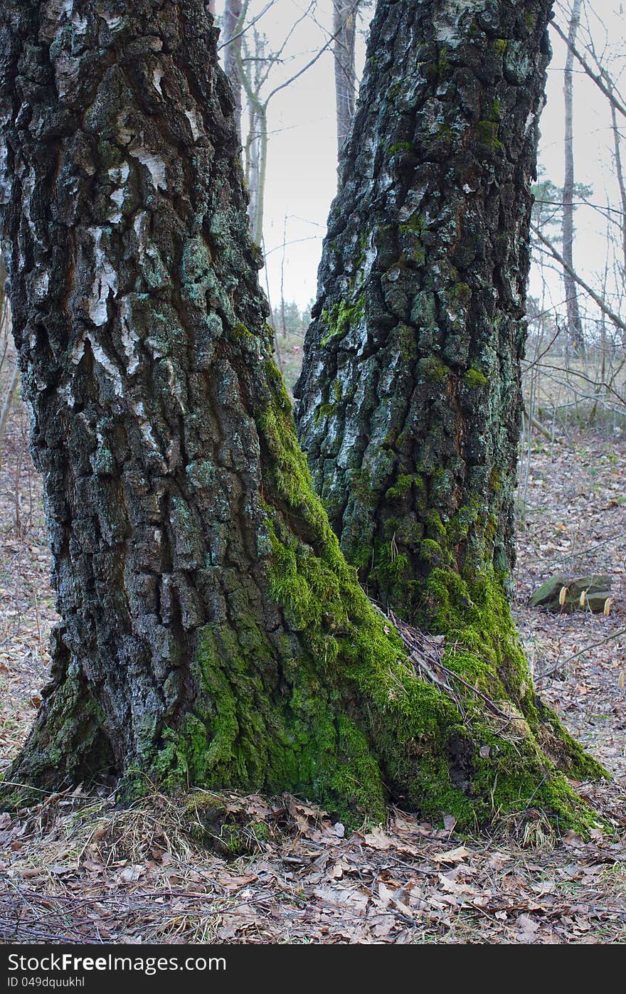 Green Moss On The Trunks Of Birch Tree