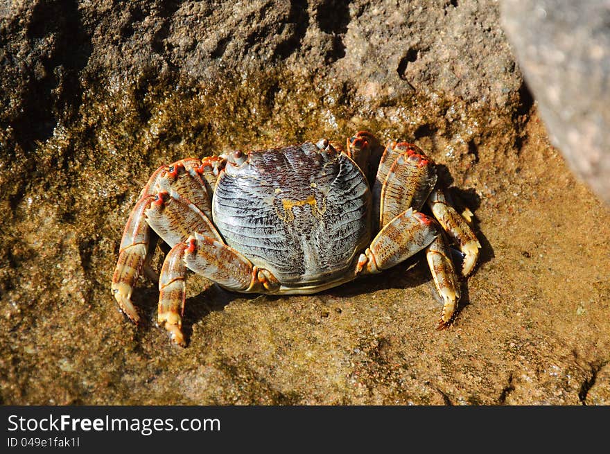 Crab