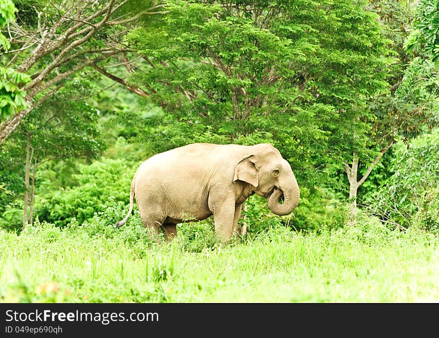 Asian elephant  in wild,Kui Buri National Park,Thailand